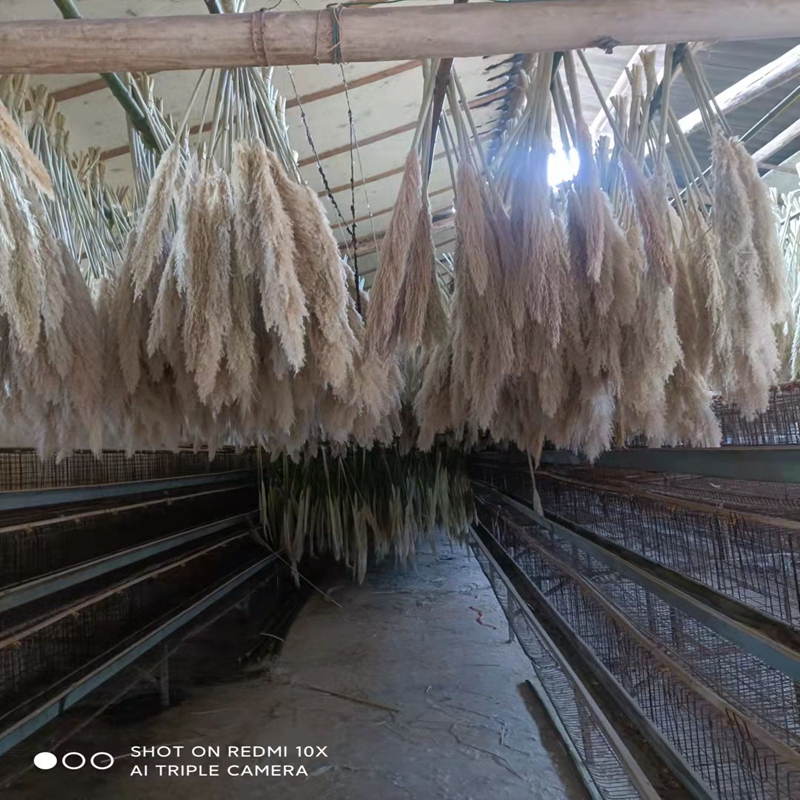 Yunnan Branch & Leaf Floral Company ornamental flowers