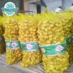 Chinese Ginger Supplier Supply New Crop Fresh Ginger