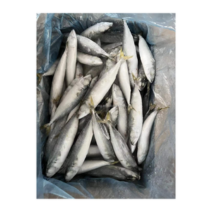frozen round scad from china Manufacturer Supplier Seafoods Frozen Mackerel 80-100pcs/ctn
