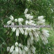 We are leading manufacturer, Exporter & Supplier of Pure Tea Tree Oil:-
1. Most Competitive Price