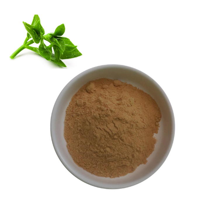Richtek Brand Pure 10% Andrographolide Powder From Andrographis Paniculata Extract