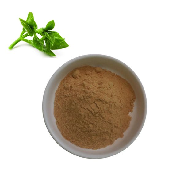 Richtek Brand Pure 10% Andrographolide Powder From Andrographis Paniculata Extract