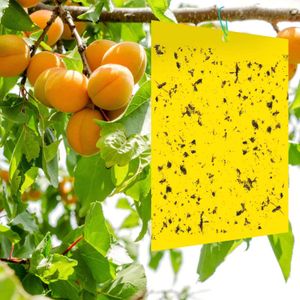Manufacturer New brand  high effective Fly glue catcher board with good quality with good quality