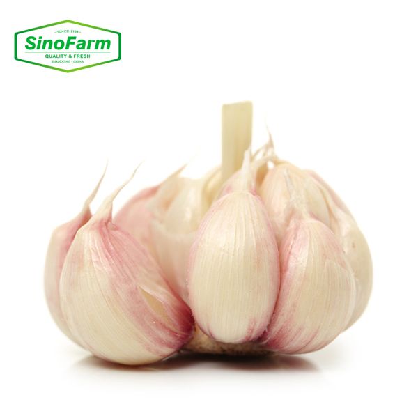 China Professional Farm Supplier Fresh White Garlic 4.5-6CM Chinese Organic Vegetables