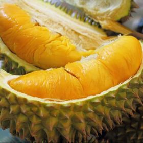 Malaysia Old Tree Fresh Mao Shan Wang Durian