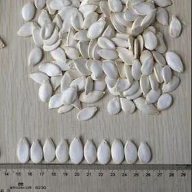 Cheap price snow white pumpkin seeds 11mm for food