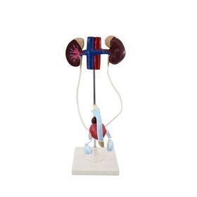 Medical Educational Equipment PVC Model Of Male Urinary System