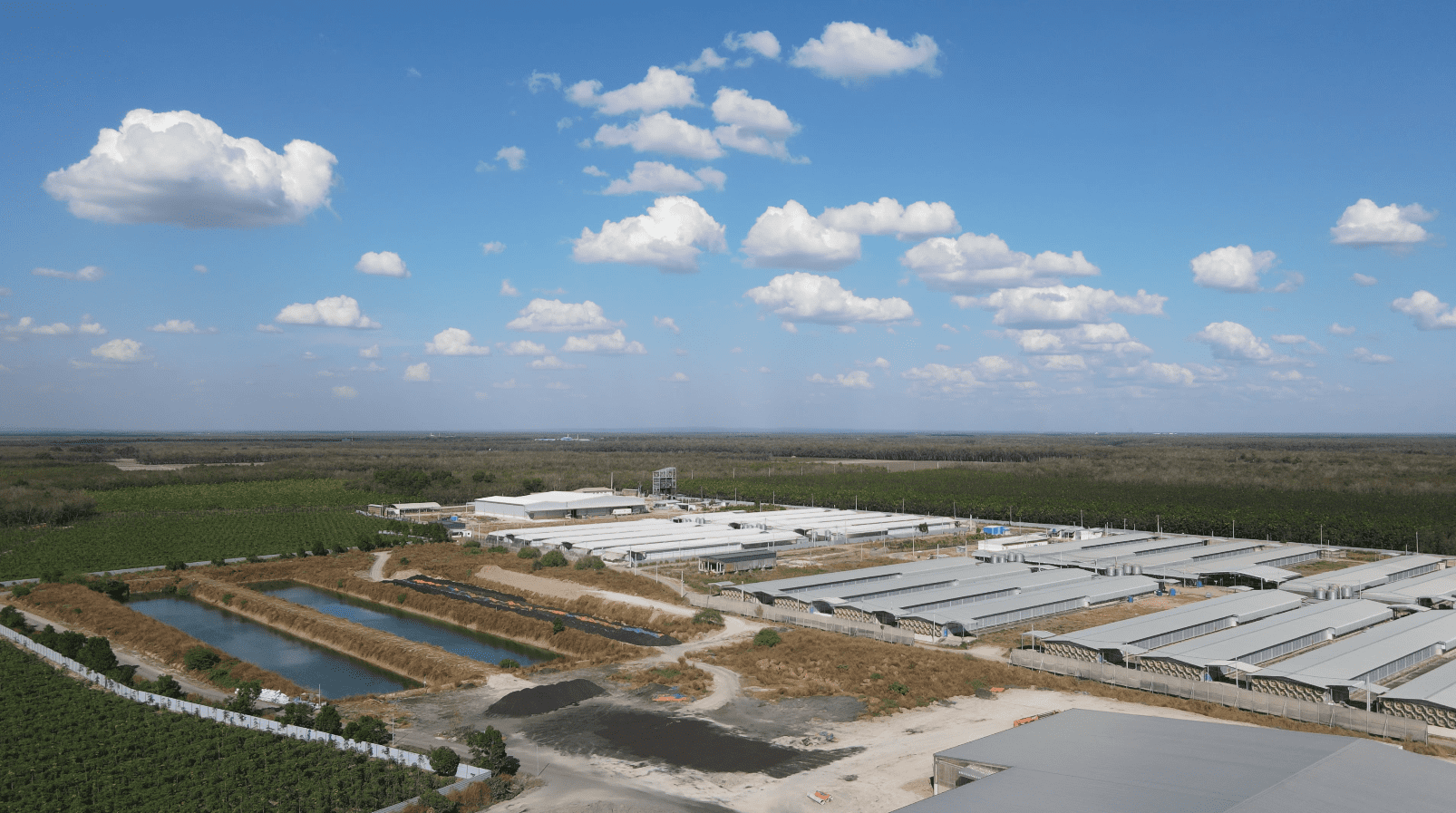 QL FARMS (TAY NINH) LIABILITY LIMITED COMPANY Chicken Eggs