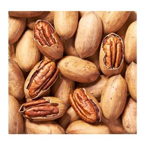 High Grade Organic Pecan Nuts Fresh and Dried Styles for Food Use Raw and Organic Cultivation Low Prices for Sale