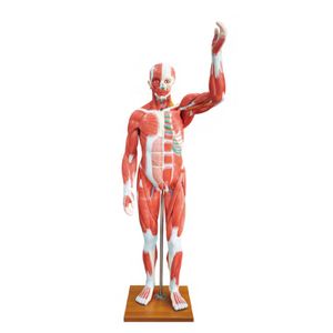 Medical Science Educational Teaching 80CM Human Male Muscle Model 27 Parts Human Bone anatomy Model