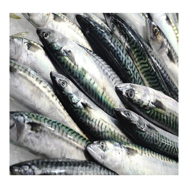 FROZEN Pacific Mackerel has abundant production from china pacific mackerel fish