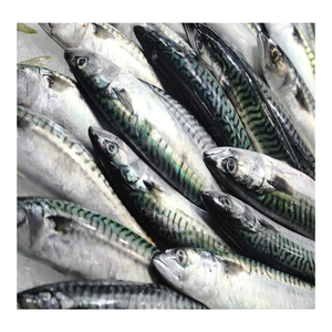 FROZEN Pacific Mackerel has abundant production from china pacific mackerel fish