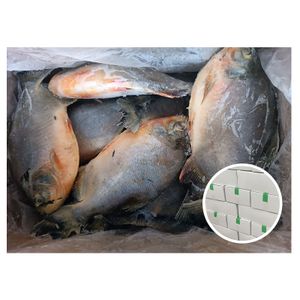 Frozen Red Pacu Farm Frozen Red Pomfret 80%NW with Good Price