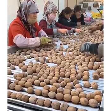 Dalian Sunshine Imp. & Exp. Co., Ltd. Walnut kernels