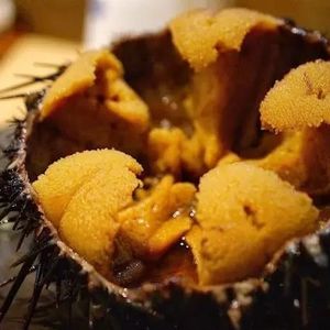Japanese sushi frozen/fresh sea urchin roe