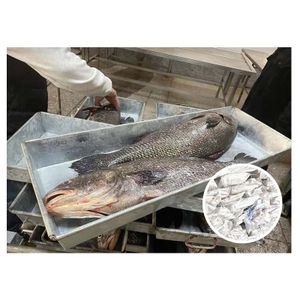 Miichtys Miiuy 5-8kg Farm Fish Frozen Gutted Brown Croaker