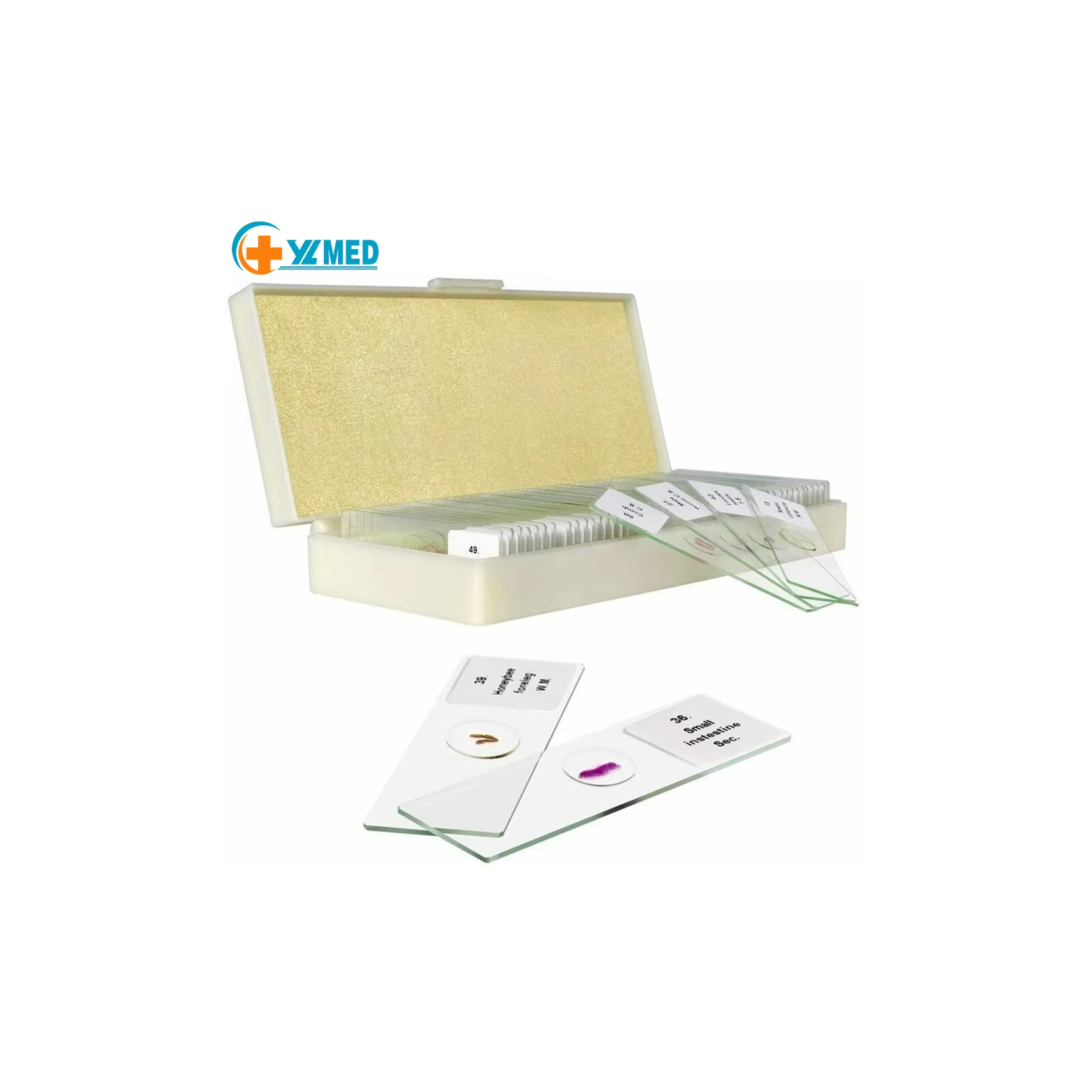 Lab 50 slides Medical Fixed Set Botany Slides Collection of individual microscope-ready slides for teaching resources