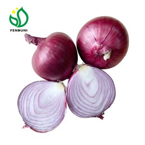 Chinese onion supplier bawang besar red onion bulk for trading