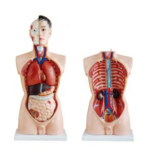 85cm Unisex Medical Science Anatomical Torso Model 23 Part Human Manikin School Teaching Classroom Medical Anatomical Torso