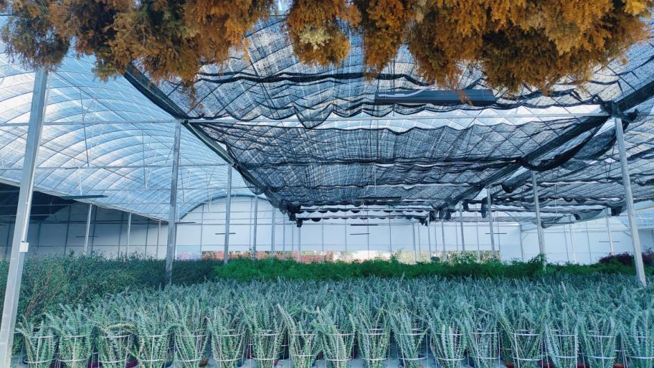 Qilixiang Flower (kunming) Co., Ltd. factory image 1