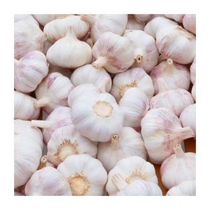 hot sale 5cm fresh natural garlic wholesale with GLOBAL GAP good price 2024 new high quality green vegetables export