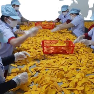 Soft Dried Mango For Russian Market OEM Packing 250 gram 500gram 1KG  Dry fruit Factory - Whatsapp 0084 989 322 607