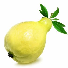Green Point for Import and Export Guava