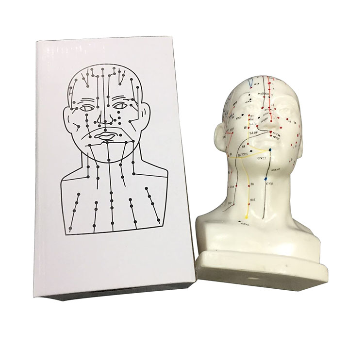 Shinylink(Shanghai) Industrial Inc. High Quality Medical Use Acupuncture Model Head Acupuncture Model Acupuncture Point Model DIY Medical Chinese Medicine Meridians