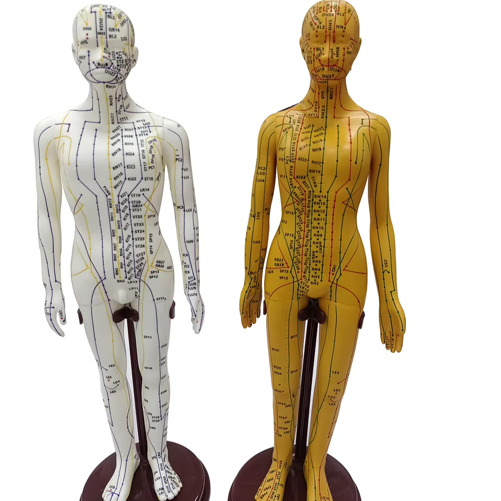 Shinylink(Shanghai) Industrial Inc. Soft PVC 52CM Human Female Acupuncture Model Points Clearly Base Fixed Point for Chinese Medicine Teaching